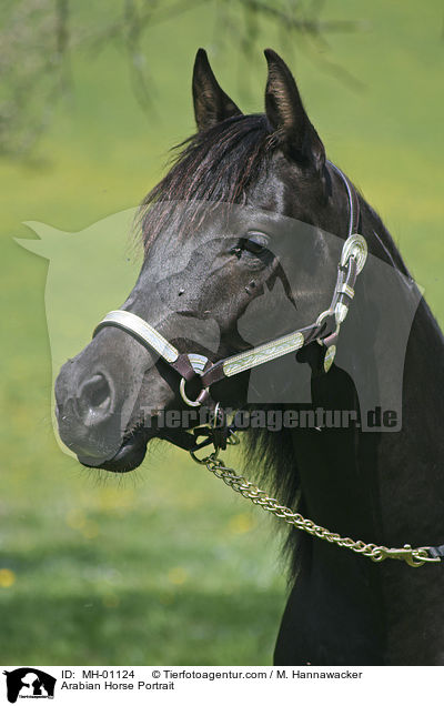 Araber Portrait / Arabian Horse Portrait / MH-01124