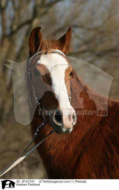 Arabian Partbred / IP-01741