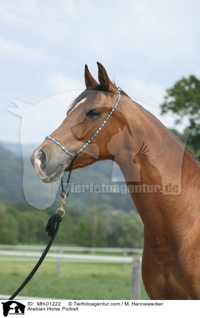 Araber Portrait / Arabian Horse Portrait / MH-01222