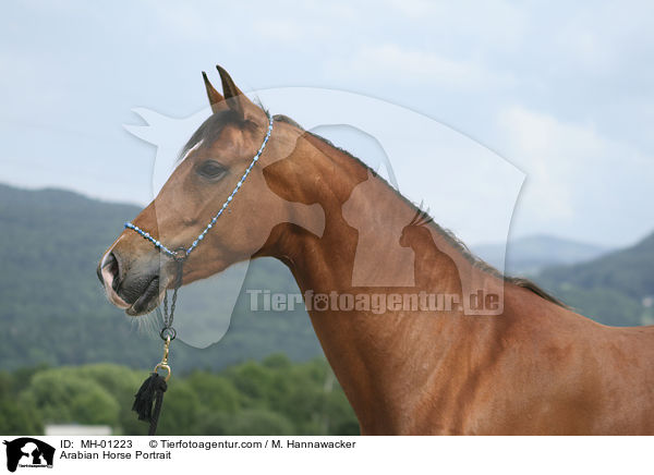 Araber Portrait / Arabian Horse Portrait / MH-01223