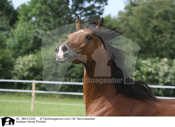 Araber Portrait / Arabian Horse Portrait / MH-01225