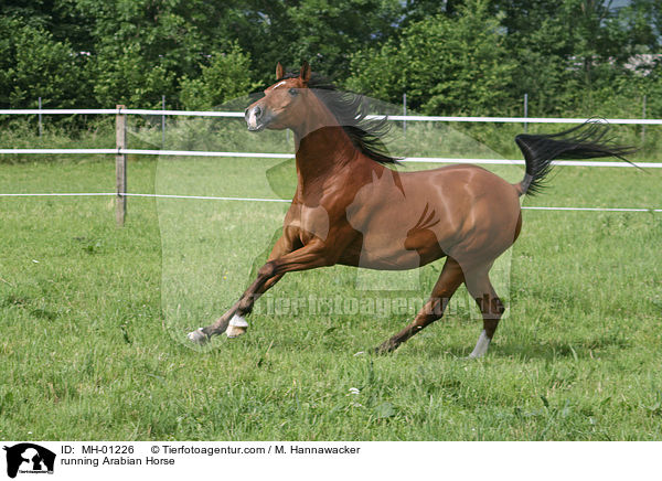 rennender Araber / running Arabian Horse / MH-01226