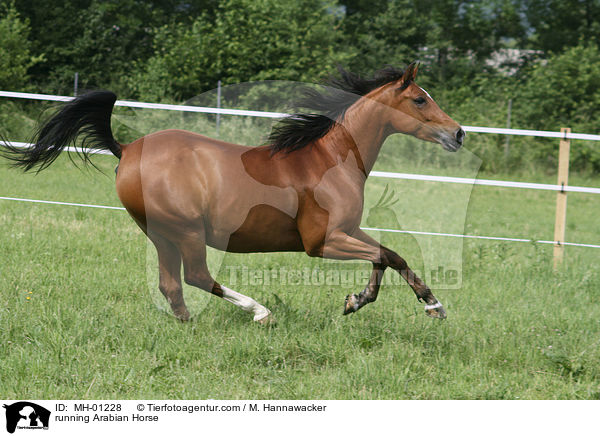 rennender Araber / running Arabian Horse / MH-01228