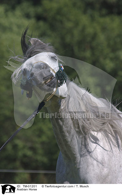 Vollblutaraber / Arabian Horse / TM-01201