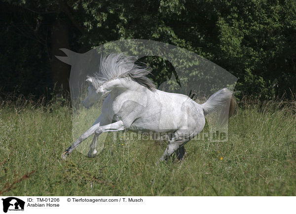 Vollblutaraber / Arabian Horse / TM-01206