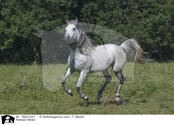 Vollblutaraber / Arabian Horse / TM-01207