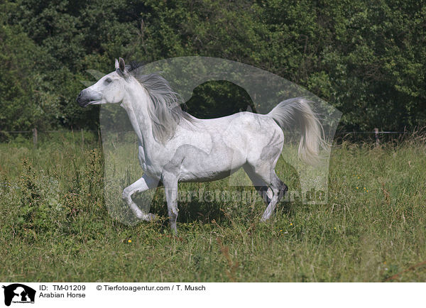 Vollblutaraber / Arabian Horse / TM-01209