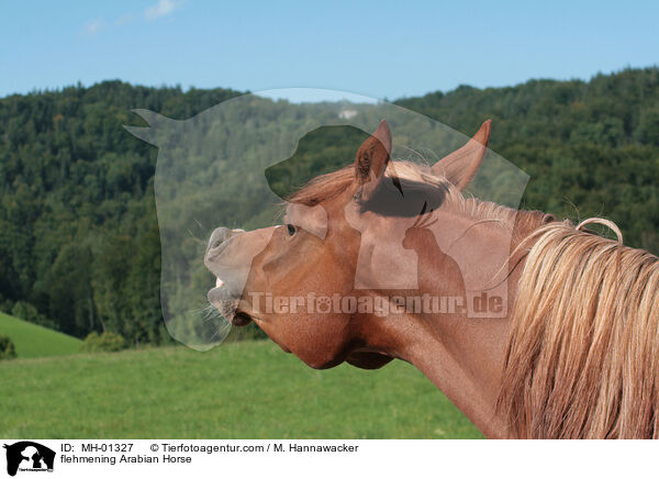 flehmening Arabian Horse / MH-01327