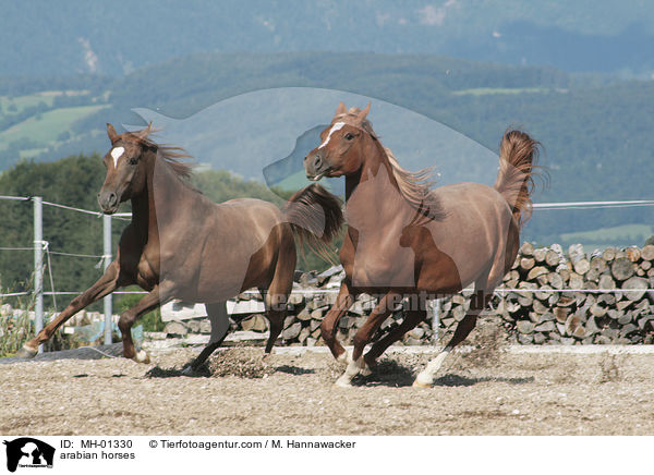 arabian horses / MH-01330