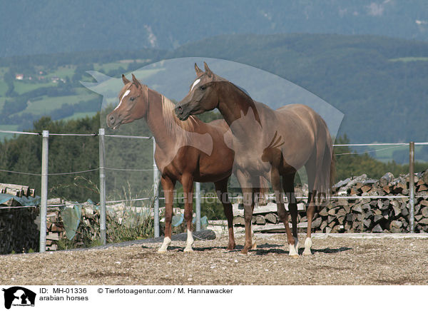 Araber / arabian horses / MH-01336