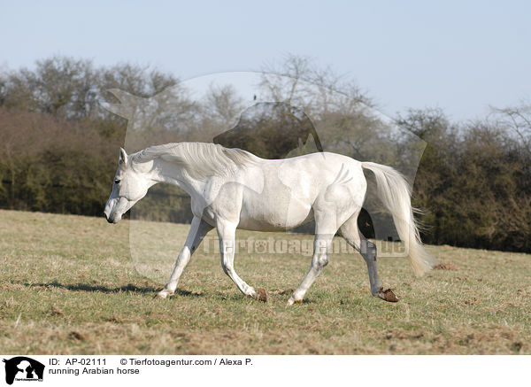 rennender Araber / running Arabian horse / AP-02111