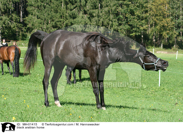 schwarzer Araber / black arabian horse / MH-01415