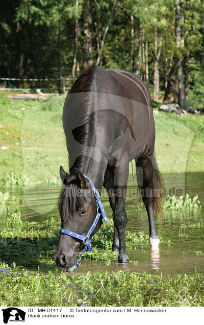 schwarzer Araber / black arabian horse / MH-01417