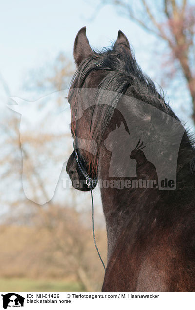 black arabian horse / MH-01429