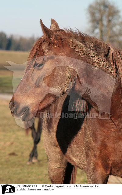 Araber auf der Weide / arabian horse on meadow / MH-01431
