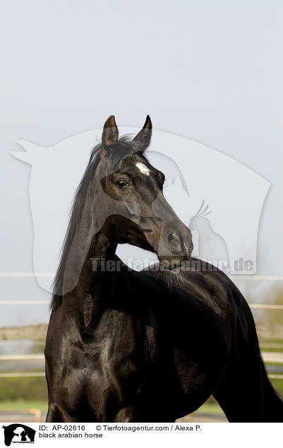 black arabian horse / AP-02616
