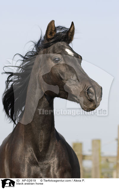 black arabian horse / AP-02619