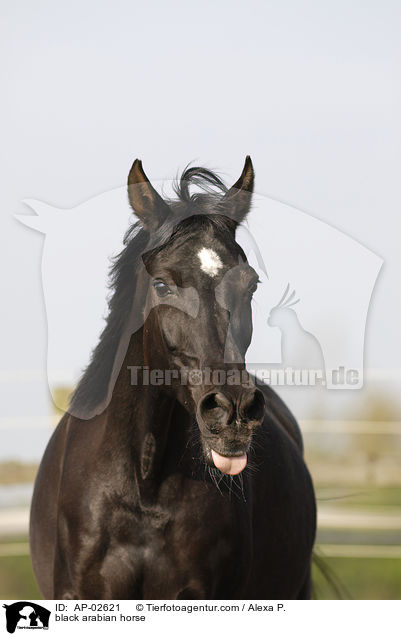 Vollblutaraber / black arabian horse / AP-02621