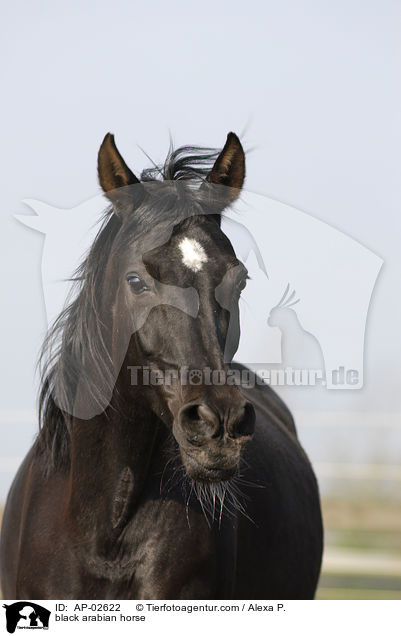 Vollblutaraber / black arabian horse / AP-02622
