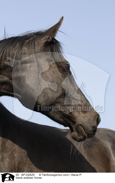Vollblutaraber / black arabian horse / AP-02625