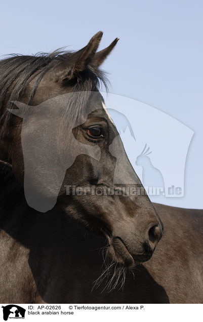 black arabian horse / AP-02626