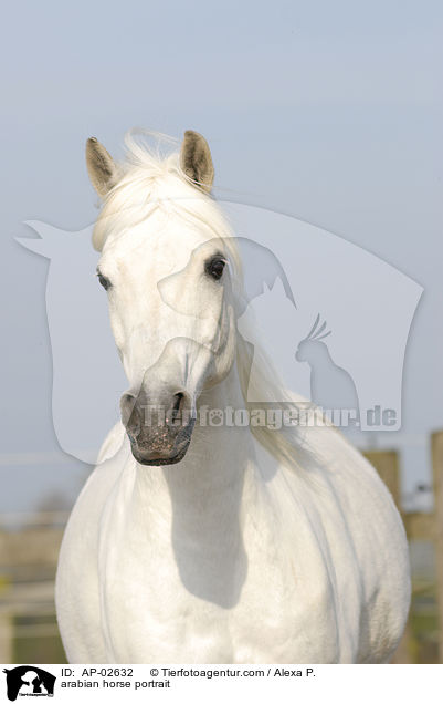 Araber Portrait / arabian horse portrait / AP-02632
