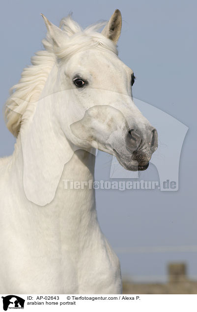 Araber Portrait / arabian horse portrait / AP-02643