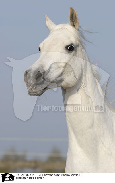arabian horse portrait / AP-02644