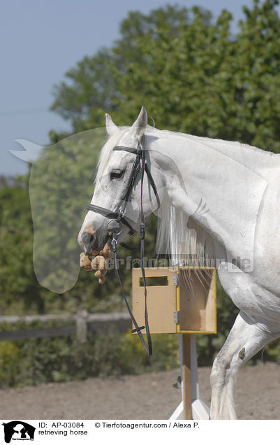 Pferd beim apportieren / retrieving horse / AP-03084