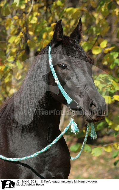 schwarzer Araber / black Arabian Horse / MH-01563