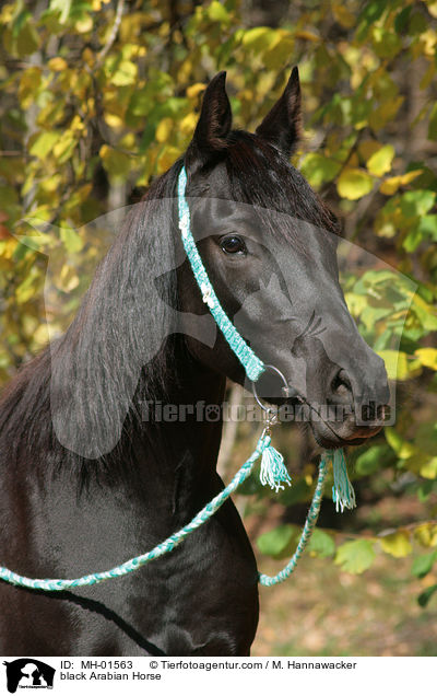 black Arabian Horse / MH-01563