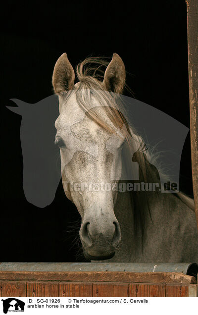 Araber im Stall / arabian horse in stable / SG-01926