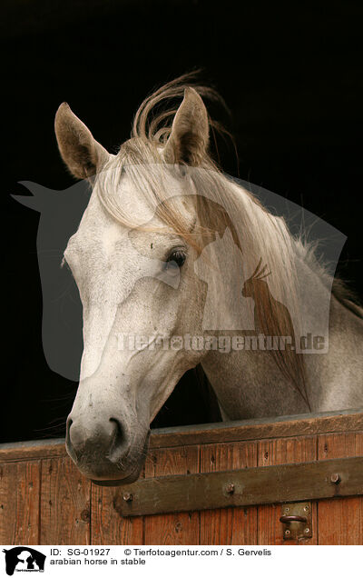 Araber im Stall / arabian horse in stable / SG-01927