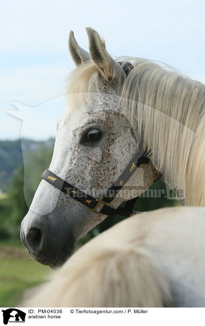 arabian horse / PM-04036