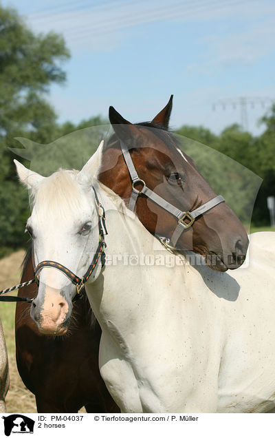 Araber und Vollblut / 2 horses / PM-04037