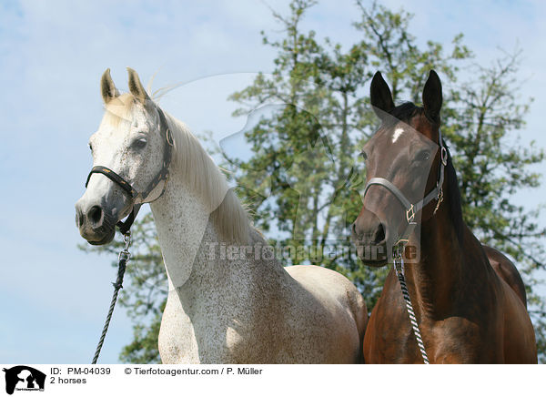 Araber und Vollblut / 2 horses / PM-04039