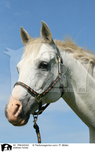Araber / arabian horse / PM-04042