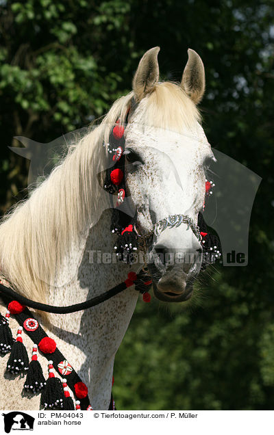 arabian horse / PM-04043