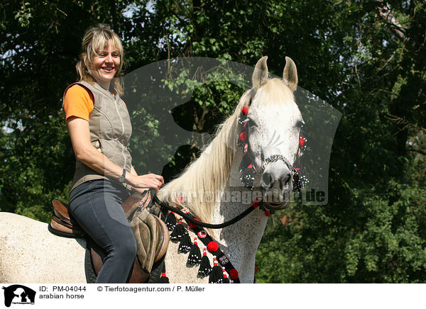 Araber / arabian horse / PM-04044
