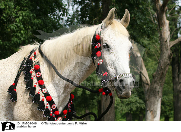 Araber / arabian horse / PM-04046