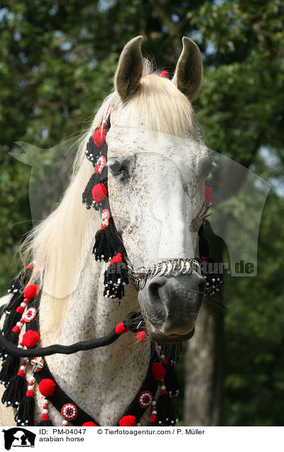 Araber / arabian horse / PM-04047