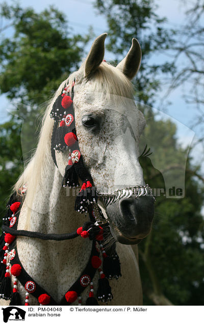 Araber / arabian horse / PM-04048