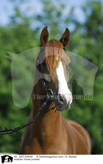 arabian horse portrait / SST-05459