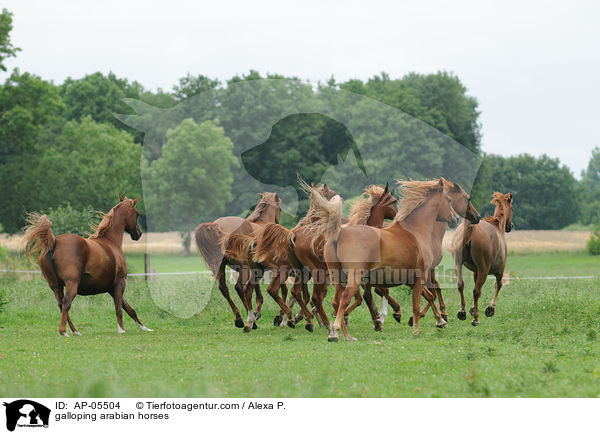 galoppierende Araber / galloping arabian horses / AP-05504