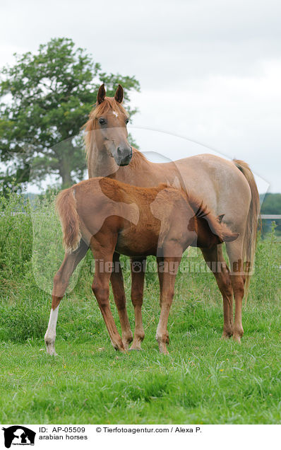 Araber / arabian horses / AP-05509