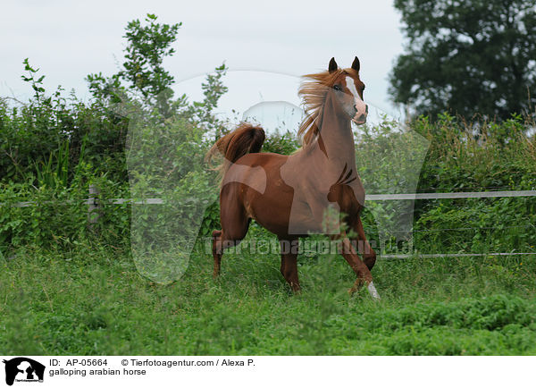 galloping arabian horse / AP-05664