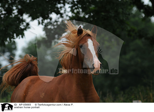 arabian horse portrait / AP-05665