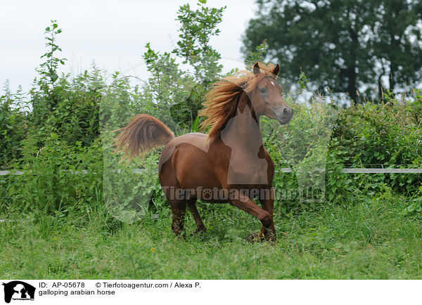 galloping arabian horse / AP-05678