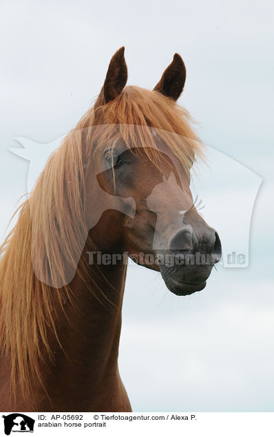 Araber Portrait / arabian horse portrait / AP-05692