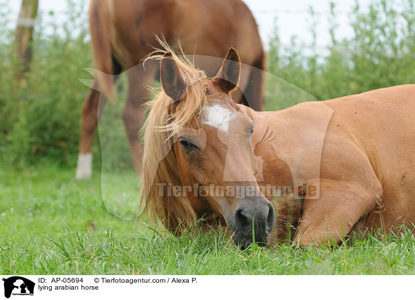 liegender Araber / lying arabian horse / AP-05694